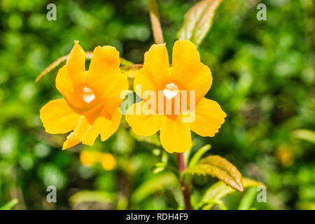 Close up of Sticky Monkey Fleurs (Diplacus aurantiacus), Californie Banque D'Images