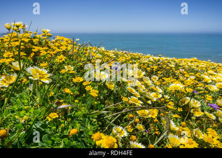 Layia platyglossa wildflowers communément appelé tidytips côtières, blooming sur la côte de l'océan Pacifique, Mori Point, Pacifica, Californie Banque D'Images