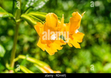 Close up of Sticky Monkey Fleurs (Diplacus aurantiacus), Californie Banque D'Images