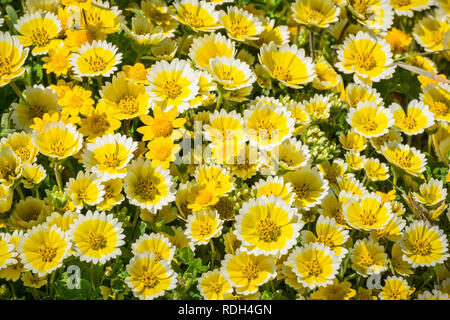 Layia platyglossa wildflowers communément appelé tidytips côtières, blooming sur la côte de l'océan Pacifique, Mori Point, Pacifica, Californie Banque D'Images