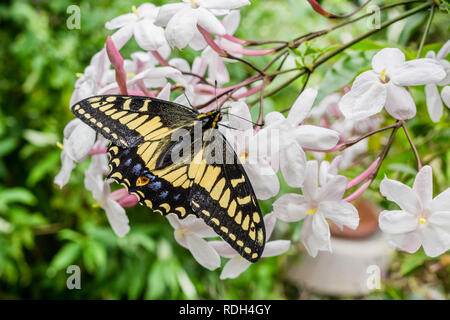 Anise Swallowtail butterfly reposant sur des fleurs de jasmin, Californie Banque D'Images