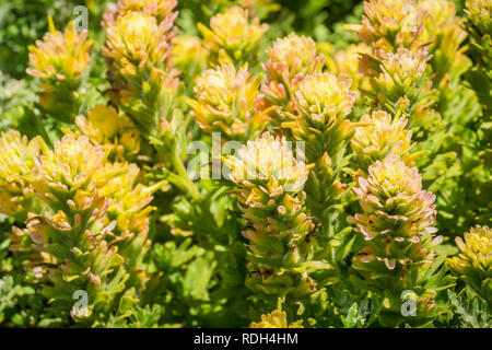 Close up of indian paintbrush (Castilleja crémeux) wildflowers, Mori Point, Pacifica, Californie Banque D'Images