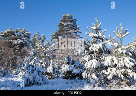 Snowy Lueneburg Heath près de Amelinghausen, Basse-Saxe Banque D'Images