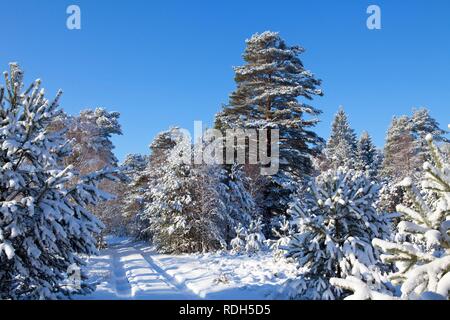 Snowy Lueneburg Heath près de Amelinghausen, Basse-Saxe Banque D'Images