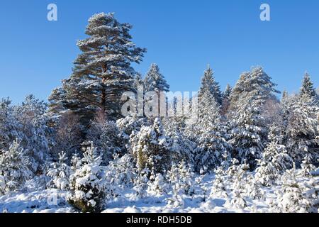 Snowy Lueneburg Heath près de Amelinghausen, Basse-Saxe Banque D'Images