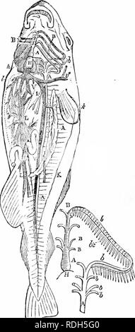 . Sur l'anatomie des vertébrés. L'anatomie comparée des vertébrés ;, ; 1866. Les Veines de poissons. 465 308 un seul fichier de sang-disques, et la connexion de la terminaison des artères avec l'ouverture des veines, figs. 328, 329. Le système de veines vertébrales commence par une série de capil- lary racines dans le integnmcnts et les muscles, qui s'unissent pour former des branches correspondant aux segments osseux et musculaires du corps : ces '' consistent en des veines segmentaires, dans la queue, de limite supérieure ou inférieure, et de neurones ou htemal branches ; dans l'abdomen, du haut et les branches latérales ; à la tête, où le vert Banque D'Images