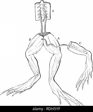 . Sur l'anatomie des vertébrés. L'anatomie comparée des vertébrés ;, ; 1866. 316 ANATOMIE DE VERTÉBRÉS.. les relations entre la prise électrique, nerveux et mnscular forces. Il peut être pratique, par conséquent, pour certains lecteurs à trouver ici, au raccordement avec le sjstemof JBatrachia 207 nerveux le, un compte de l'administrateur en chef des modes de préparation à l'objectif de ces expériences. Galvani enlevé la peau de la poupe et des membres de la grenouille, exposé les plexus lombaire, la laissant dans le cadre de la partie de la colonne vertébrale à partir de laquelle les nerfs émis, et découper toutes les pièces sauf le tronc des t Banque D'Images