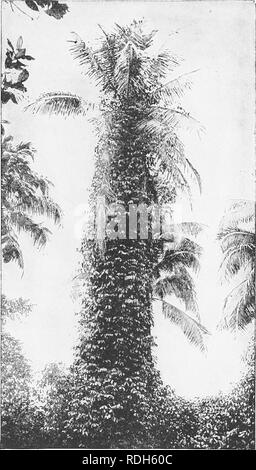 . Morphologie des gymnospermes. Les gymnospermes ; la morphologie des plantes. (II). Fig. 409.-Gnelum ovalifolium : escalade sur le Cocos nucifera.-Kaesten G. Après. Veuillez noter que ces images sont extraites de la page numérisée des images qui peuvent avoir été retouchées numériquement pour plus de lisibilité - coloration et l'aspect de ces illustrations ne peut pas parfaitement ressembler à l'œuvre originale.. John Coulter, Merle, 1851-1928 ; Chamberlain, Charles Joseph, b. 1863 ; John Coulter, Merle, 1851-1928. Morphologie des spermatophytes. Partie I. Gymnospermes. Chicago, University of Chicago Press Banque D'Images