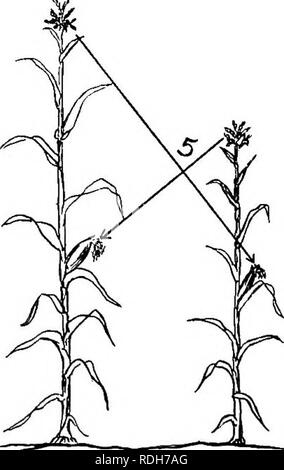 . Les cultures de maïs : une discussion sur le maïs, et le sorgho comme kafirs, cultivé aux États-Unis et au Canada. Maïs, sorgho, maïs kafir. Fig. 29. - Tableau des degrés possibles de relations entre les plants de maïs. (Voir texte.) 102. Veuillez noter que ces images sont extraites de la page numérisée des images qui peuvent avoir été retouchées numériquement pour plus de lisibilité - coloration et l'aspect de ces illustrations ne peut pas parfaitement ressembler à l'œuvre originale.. Montgomery, Edward Gerrard, 1878-. New York, The Macmillan Company Banque D'Images