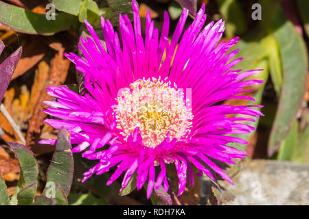 Carpobrotus edulis Purple flower, Californie Banque D'Images