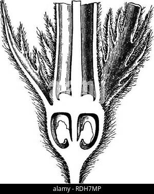 . L'histoire naturelle des plantes. La botanique. Cochon. 277. Tondeuse (f). Fig. 278. Long. de secte, de base de fleur. Dans chacune de ses deux cellules Il existe deux ovules ascendantes, avec micropyle extérieur et inférieur. Mais l'habitude est très différente, et le placenta, ce qui porte un ovule sur la droite et un autre à gauche, a une importance non négligeable entre eux la division de la cellule en deux parties qu'à l'angle intérieur. La corolle est valvaires comme celle de Morinda ci-joint ; les étamines sont insérées à la gorge, et le fruit est sec, déhiscent tardivement, comme dit, à quatre soupapes. Dans presque tous les speci Banque D'Images