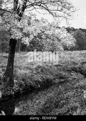 The Woodlands TX USA - 11/28/2018 - Arbre jaune par Creek en B&W Banque D'Images