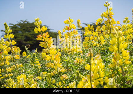 Bush côtières lupin (Lupinus arboreus) fleurit en Californie Banque D'Images