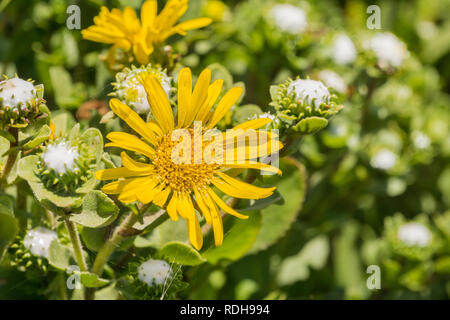 Grande Vallée Gumweed, Grande Vallée (Gumplant Grindelia camporum, Grindelia robusta) floraison, Californie Banque D'Images