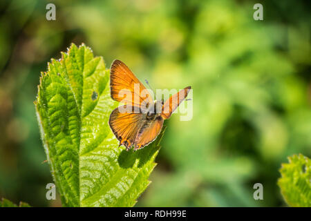 Pygmy-Blue Brephidium ouest (papillon), la Californie exilis Banque D'Images