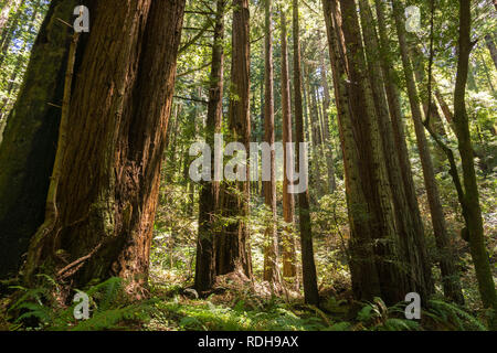 Redwood (Sequoia sempervirens) forest, Californie Banque D'Images