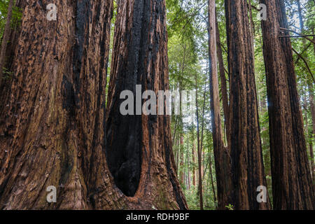 L'incroyable redwood de Big Basin State Park, Californie Banque D'Images