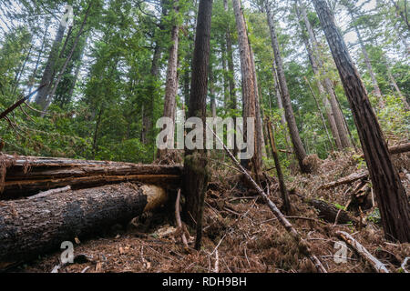 Les arbres tombés après une tempête, Big Basin State Park, Californie Banque D'Images