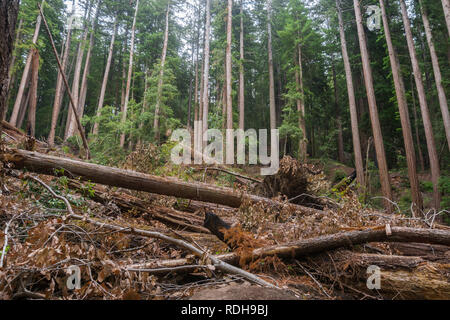 Les arbres tombés après une tempête, Big Basin State Park, Californie Banque D'Images