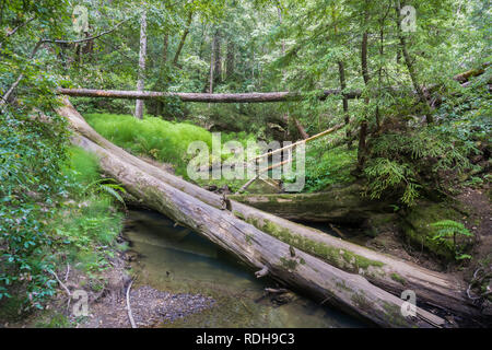 Les arbres tombés sur un ruisseau, Big Basin State Park, Santa Cruz Mountains, baie de San Francisco, Californie Banque D'Images