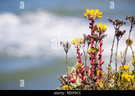 Coast dudleya (Dudleya caespitosa) fleurit sur la côte de l'océan Pacifique, en Californie Banque D'Images