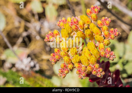 Coast dudleya (Dudleya caespitosa) fleurit sur la côte de l'océan Pacifique, en Californie Banque D'Images