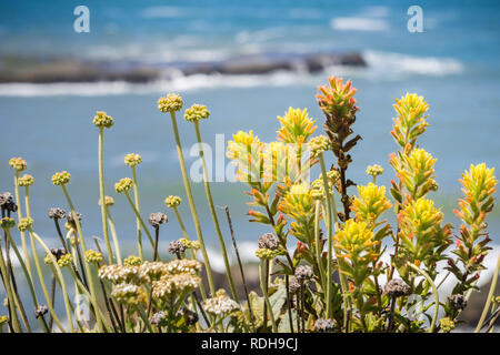 Couleur jaune indian paintbrush (Castilleja) fleurs sauvages, côte de l'océan Pacifique, en Californie Banque D'Images