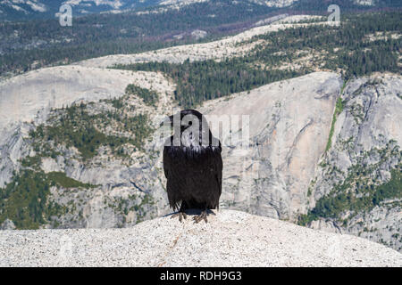 Grand corbeau (Corvus corax) assis sur le dessus de demi-dôme, Yosemite National Park, Californie Banque D'Images