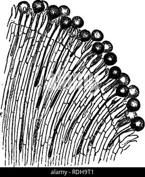 . Éléments de botanique. La botanique, la botanique. Fig. 140 -Stigmate de Thorn Apple (Datura) avec du pollen (amplifiés). Fig. 141. - Partie de la stigmatisation de Thorn Apple. Section verticale (magni- fied), montrant les tubes polliniques faire leur chemin vers l'ovaire. 191. La structure microscopique de la stigmatisation et de Style.- En vertu d'un pouvoir modéré du microscope le stigmate est vu à consistent en des cellules organisées plutôt vague sur la surface, et sécrétant un liquide humide dans laquelle les grains de pollen (respecter l'age. 140). Sous ces cellules superficielles et fonctionnant en bas 1 Le pois de pollen et celui d'Tropseolum sont plus faciles à mana Banque D'Images