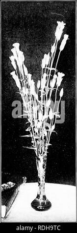 . L'étude de la nature et de la vie. L'étude de la nature. io6 L'ÉTUDE DE LA NATURE ET DE LA VIE le savent, et pour d'autres sections des enseignants, à certaines de leurs réunions locales, doit nommer un comité pour convenir d'une liste. Il a été pensé par les enseignants d'une longue expérience que, être le accjuaintance- occasionnels d'un bon nombre de plus, il ne sera pas trop pour en savoir un peu plus pleinement douze plants par an, le regroupement, le dessin et l'écrit les leçons à leur sujet. Les enfants doivent être adressées à faible- leur croissance, d'apprendre de leurs habitats, faire des collections de leurs semences, et être capable de dire à l'usine par une feuille, fleur, Banque D'Images