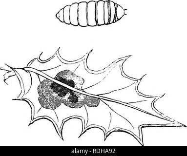. Le livre du jardin. Le jardinage. HOLLY-FEUILLE VOLER. distingue facilement, à partir de leur apparence tachetée. La blatte (Blatta orientalis). - Ce sont là de graves ennemis quand une fois établie dans l'ouest-{maisons vide p. 69S, et fig. 265), où ils se nourrissent sur les racines charnues, et les dévorer aussi vite qu'ils sont formés. Ils ont également s'attaquer aux racines de la pomme de pin. Leur fecun- dity est aussi surprenant que leur voracité. Ils portent sur leurs déprédations principalement pendant la nuit, et sécrètent eux-mêmes pendant la journée dans des trous et des endroits où il est quasiment impossible de les atteindre, toujours ch Banque D'Images