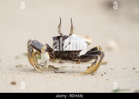 Le crabe fantôme cornu,Ocypode ceratophthalmus,sur une plage située à Palawan Philippines, Banque D'Images