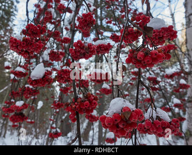 Petits fruits rouges suspendus luxuriants de branches d'arbre en hiver. Banque D'Images