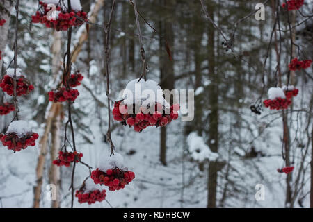 Petits fruits rouges suspendus luxuriants de branches d'arbre en hiver. Banque D'Images
