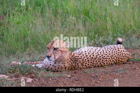 Le guépard couché dans l'herbe verte dans le désert africain de droit avec l'espace de copie au format paysage Banque D'Images