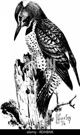 . Éléments de zoologie, d'accompagner l'étude de terrain et de laboratoire d'animaux. Zoologie. Â 400 ZO(jLO&lt;tY ii;il :)elle de pondre leurs œufs dans les nids d'autres oiseaux, espe- ciallj' les oiseaux insectivores, où ils sont couvés^ et j'oung sont nourris par l'encourager- mère. Notre cuclecker. Le projet de loi permet à lourde, longue à pics peck des trous dans les arbres de bois-manger des insectes, et la longue. ^ ^0 Fig. - Flifker Colaptcs mirnttis ().. Veuillez noter que ces images sont extraites de la page numérisée des images qui peuvent avoir été retouchées numériquement pour plus de lisibilité - coloration et l'aspect de ces i Banque D'Images