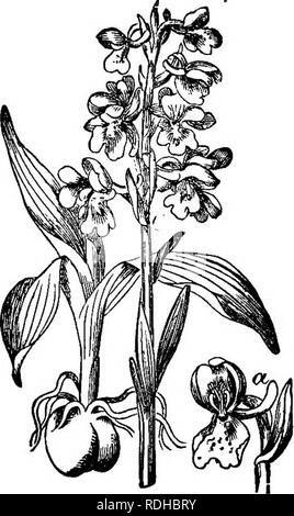 . La botanique pour les académies et collèges : composé de développement de la plante et la structure d'algues de clématites. Botanique ; 1889. TffE fleur. 109 qui tous, sauf un, les étamines sont modifiés pour les pétales et le pistil est même petaloid.. Veuillez noter que ces images sont extraites de la page numérisée des images qui peuvent avoir été retouchées numériquement pour plus de lisibilité - coloration et l'aspect de ces illustrations ne peut pas parfaitement ressembler à l'œuvre originale.. Ketchum, Annie Chambers, 1824-1904. Philadelphie, J. B. Lippincott Company Banque D'Images