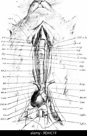 . Un manuel de zoologie élémentaire . Zoologie. r.pi.c. i.v.c. , ' R d.ao. FlG, 325.-une dissection de la nuque et le thorax d'un lapin. Le coeur a été déplacé un peu vers la droite, et le péricarde retiré. aa.a., l'arc aortique ; c.c, les artères carotides communes ; c.sy., cervical sympathique ; d.ao,, aorte dorsale ; défi., nerf dépresseur ; dr., diaphragme ; du.ar., canal artériel ; ex.j., veine jugulaire externe ; f.c, point auquel la carotide commune divise ; hy., nerf nerf hypoglosse ; j.c.g :, inférieurs ou ganglion sympathique cervical postérieur ; inn., artère innommé ; j.z'.c, veine cave Banque D'Images