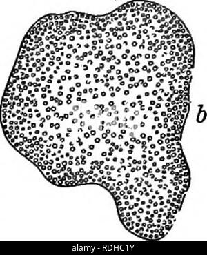 . Lignes de vie végétale : avec référence particulière à la forme et la fonction . La botanique. 10 LIGNES DE VIE VÉGÉTALE. 16. Cilia.-La plupart des espèces sont meublées avec des organes de mouvement composé des beaux-fils de protoplasme dépassait une • ? °°^. Veuillez noter que ces images sont extraites de la page numérisée des images qui peuvent avoir été retouchées numériquement pour plus de lisibilité - coloration et l'aspect de ces illustrations ne peut pas parfaitement ressembler à l'œuvre originale.. Barnes, Charles Reid, 1858-1910. New York : Henry Holt and Company Banque D'Images