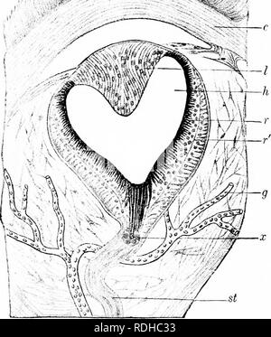 . Éléments de zoologie, d'accompagner l'étude de terrain et de laboratoire d'animaux. Zoologie. 356 ZOOLOGIE était autrefois considéré par un philosophe comme le siège de l'âme, au motif que l'âme est une unité et que la glande pinéale. Fig. 334. - .Ser'tion de la glande pinéale ej'c d'un lézard (Hattcria) : c. cornée ; /, lentille ; h, c : y'cljall^'de c ; /•'', ?, la rétine ; .r. celld dans ytalk ; .s7, tige ; (7,-- Mooil(',ssi'l.s. Après Spencer. est non appariées. ^Vous savez maintenant que c'est le rudiment d'un oeil fonctionnel une fois. Les lézards (Sauria) constituent une grande commande caractéristique de l'trojjical et sub-cou Banque D'Images
