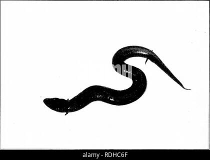 . Éléments de zoologie, d'accompagner l'étude de terrain et de laboratoire d'animaux. Zoologie. 340 ZOOLOGIE Le hellbender (CrjiDtobranchicUie 0 habite la vallée de l'Ohio et le Sud.'- il perd ses branchies avant de l^ecomes des profils et les branchies-slits fermer. C'est un ver, y chasse vorace de l'eau, les morsures le crochet fierceh', et est noté pour son grand te- nacity unfavoraljle de vie sous conditions. Le seul autre. Fig. .319. - Le "Congo .snake" Amphuima (moyens). Le rapport de N. Y. Zoological Society. li^dng, représentant de cette famil}' est le géant japonais sala- mander, qui être Banque D'Images