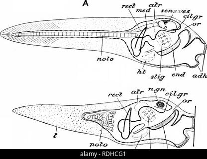 . Éléments de zoologie, d'accompagner l'étude de terrain et de laboratoire d'animaux. Zoologie. Zoologie 292. /I.l^ ervd ist. Veuillez noter que ces images sont extraites de la page numérisée des images qui peuvent avoir été retouchées numériquement pour plus de lisibilité - coloration et l'aspect de ces illustrations ne peut pas parfaitement ressembler à l'œuvre originale.. Davenport, Charles Benoît, 1866-1944 ; Davenport, Gertrude Anna Crotty, 1866- coauteur. New York, Macmillan Banque D'Images