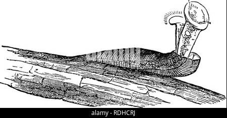 . Des soirées au microscope : ou, de recherches parmi les organes et minuter formes de vie animale. Microscopes microscopie microscopie médicale ; ;. 468 SOIRÉES À L'MICEOSCOPE. est toujours un angle, jusqu'à ce que le bord de la cellule est en con- tact avec l'usine à laquelle il est attaché. Cette action est instantanée. Actuellement, cependant, il s'élève, et re- son ancien poste consomme, puis l'embouchure de la cellule s'ouvre lentement, et de nouveau l'animal dépasse, les cils qui apparaît en premier, et enfin la tête ou la partie avant de l'animal, qui est theii ouvert et commence à tourner. Très semblable à ceci sont les Va Banque D'Images