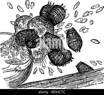 . Des soirées au microscope : ou, de recherches parmi les organes et minuter formes de vie animale. Microscopes microscopie microscopie médicale ; ;. INFUSOEIA. 455 Vous demandez qu'est-ce que grand corps ovale attaché par le côté de l'une des feuilles de la plante. C'est l'œuf de très Kotifer EucJilanis, probablement, ce qui est toujours collé à filament certains ou la tige d'un plant à l'eau. Il pourrait vous intéresser pour regarder les progrès de l'embryon, que vous pouvez facilement faire, depuis l'oeuf-shell est aussi transparent que le verre, et l'enfant animal affiche déjà les mouvements de independe Banque D'Images