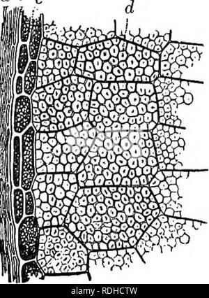 . Botanique physiologique ; I. Lignes de l'histologie d'phaenogamous les plantes. II. Physiologie végétale. Physiologie végétale ; anatomie végétale. strnctur 509 ovaire. nucleus ab c d e les téguments des graines, mais aussi de la paroi mûri. Comme indiqué dans le " botanique, structurel" page 309, le de la semence se compose de l'embryon et son approvisionnement en nourriture. Si le magasin de nourriture est entièrement dans les tissus de l'embryon, la. Veuillez noter que ces images sont extraites de la page numérisée des images qui peuvent avoir été retouchées numériquement pour plus de lisibilité - coloration et l'apparition de ces illustrations Banque D'Images