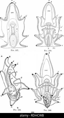 . Éléments de zoologie, d'accompagner l'étude de terrain et de laboratoire d'animaux. Zoologie. Fig. 240.. Veuillez noter que ces images sont extraites de la page numérisée des images qui peuvent avoir été retouchées numériquement pour plus de lisibilité - coloration et l'aspect de ces illustrations ne peut pas parfaitement ressembler à l'œuvre originale.. Davenport, Charles Benoît, 1866-1944 ; Davenport, Gertrude Anna Crotty, 1866- coauteur. New York, Macmillan Banque D'Images