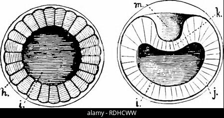 . Éléments de zoologie, d'accompagner l'étude de terrain et de laboratoire d'animaux. Zoologie. . Veuillez noter que ces images sont extraites de la page numérisée des images qui peuvent avoir été retouchées numériquement pour plus de lisibilité - coloration et l'aspect de ces illustrations ne peut pas parfaitement ressembler à l'œuvre originale.. Davenport, Charles Benoît, 1866-1944 ; Davenport, Gertrude Anna Crotty, 1866- coauteur. New York, Macmillan Banque D'Images