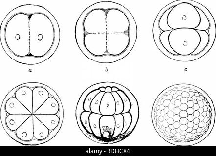 . Éléments de zoologie, d'accompagner l'étude de terrain et de laboratoire d'animaux. Zoologie. 248 ZOOLOGV. Veuillez noter que ces images sont extraites de la page numérisée des images qui peuvent avoir été retouchées numériquement pour plus de lisibilité - coloration et l'aspect de ces illustrations ne peut pas parfaitement ressembler à l'œuvre originale.. Davenport, Charles Benoît, 1866-1944 ; Davenport, Gertrude Anna Crotty, 1866- coauteur. New York, Macmillan Banque D'Images