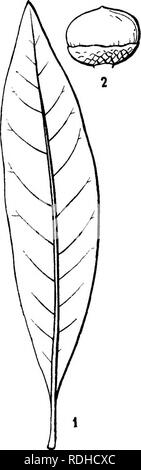 . Icones plantarum formosanarum non nec ad floram contributiones et formosanam ; ou, de l'Icones de Formosa, les plantes et les matériaux pour une flore de l'île, basé sur une étude de la collection de l'étude botanique du gouvernement de Formosa. La botanique. CUPUUCFEEJE. 181 utroque latere costss arcuatis 15 et 16 ±, chartacea, petiolis usque ad 3 cm. longis annonce caducissimis stipulis incrassatis bassin, 6 mm. longis lanceolatis. Spicse fructiferse speciminibus erectse dans nostris 10 cm. longse, ad nodos 3 flores-natim vel 4-natim sed gerentes ad abortu nodos fructus unum gerentes. Cupula 1 capuliformis Banque D'Images