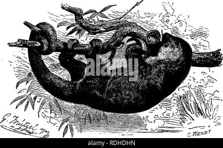 . Les animaux du monde. Brehm's de la vie des animaux ;. Les mammifères. Le TAUANSUA, ce répugnant à la créature, qui est également connu sous le nom de Caguare, est un hab-'de forêts d'Amérique du Sud et est une espèce de l'arbre-escalade ant-eaters. Les griffes puissantes, museau allongé et longue queue préhensile, sont parmi les caractéristiques de l'animal ici représentées. Teiradaciyla {Tamandua.) nuisibles, ils sont extrêmement utiles pour diminuer le nombre de termites et fourmis, qui se sont multipliées à un point tel dans certaines parties du Paraguay que des plantations entières sont envahies et ravagées par eux. L Banque D'Images